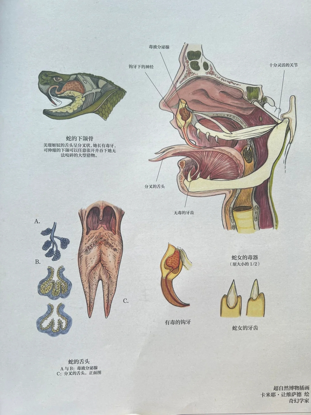 什么鬼？这竟然是科普书籍？神奇的生物图鉴！