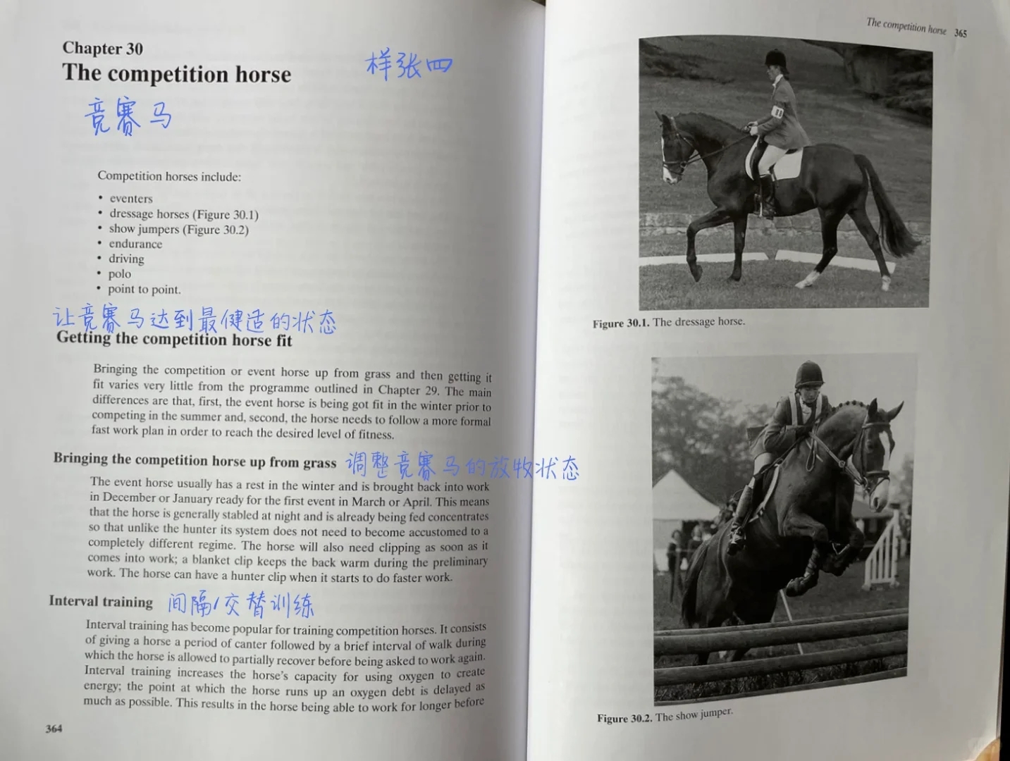 《马匹与马厩管理》🐎